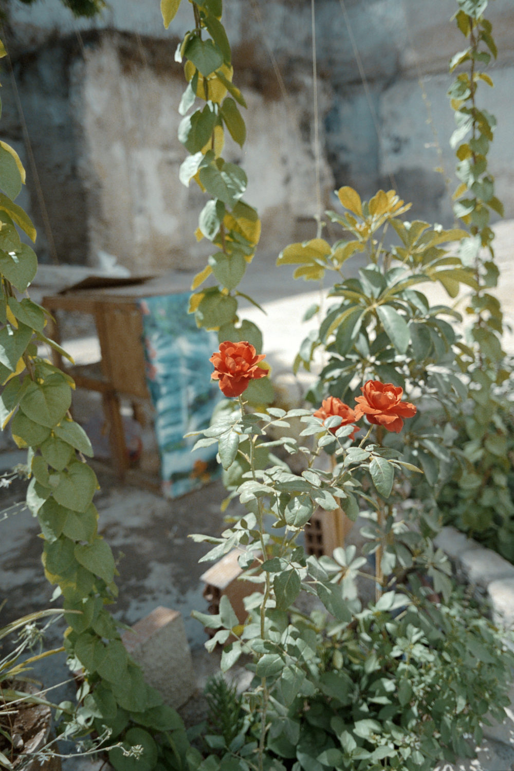 Les Oranges de Fes by Michèle Margot