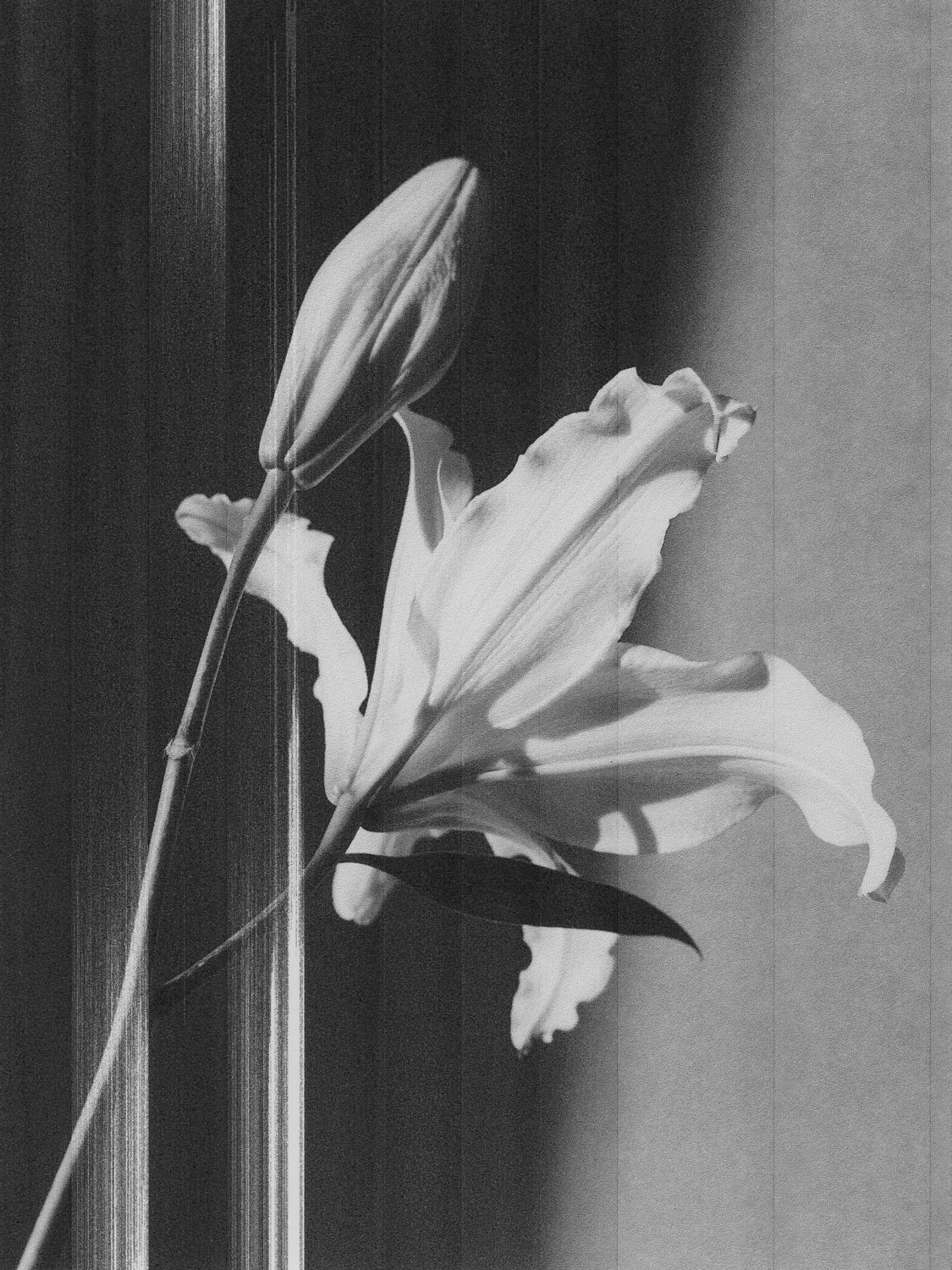 flower black white lily by Michèle Margot