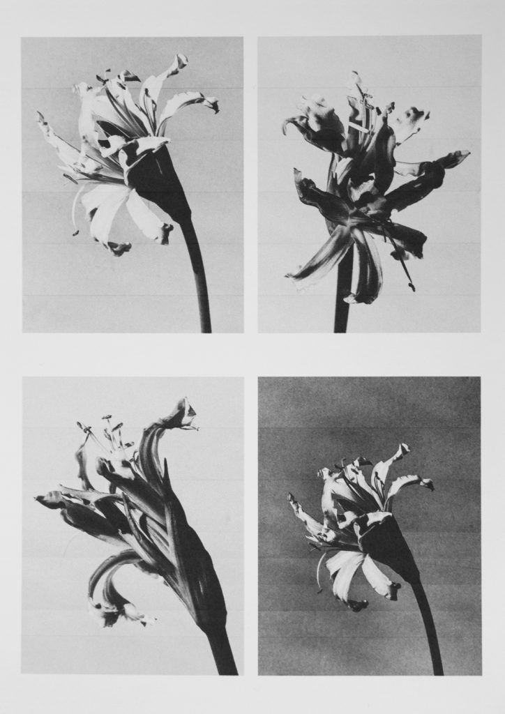 I print flowers so they will not die by Michèle Margot iprintflowerssotheywillnotdie