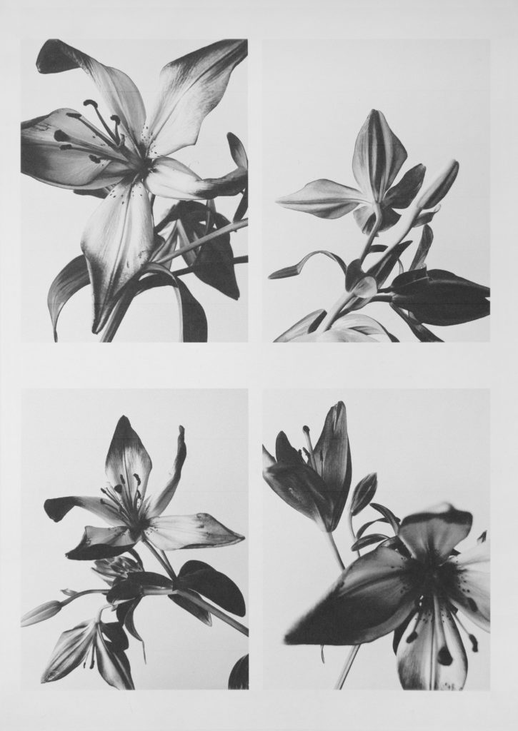 I print flowers so they will not die by Michèle Margot iprintflowerssotheywillnotdie